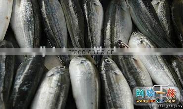 canned sardines in oil