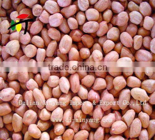 Wholeslae groundnut salted chinese roasted red skin peanuts