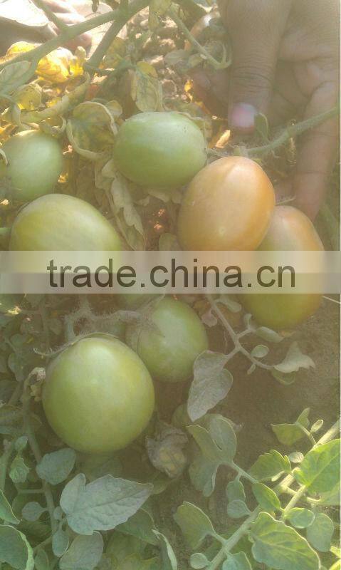 HERO 110 Hybrid Tomato Seeds