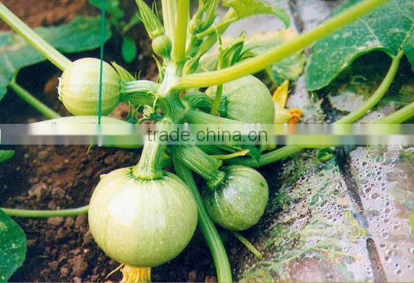 MSQ072 Yuan round shape light green f1 hybrid squash seeds company