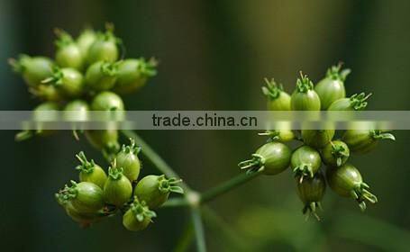 CORIANDER SEED OIL