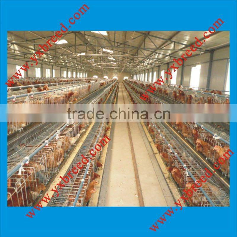 Chicken feed equipment battery cage
