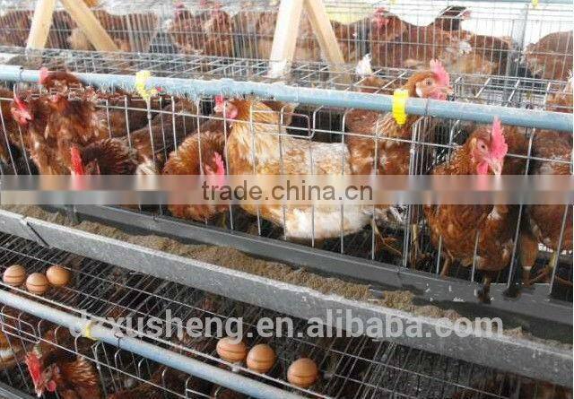 XSC-1 Laying hen cages