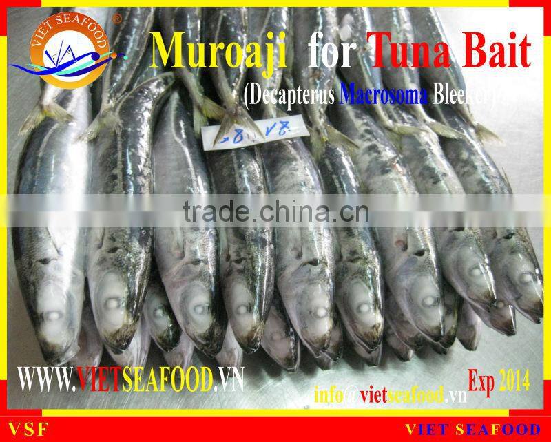 FROZEN MUROAJI FOR TUNA BAIT