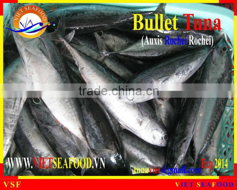 W/R FROZEN BULLET TUNA