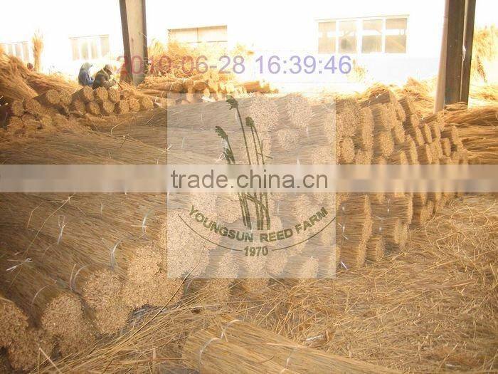 water reed for thatching roof. thatching reed