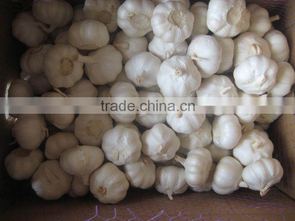 5.5CM Natural Fresh Red Garlic