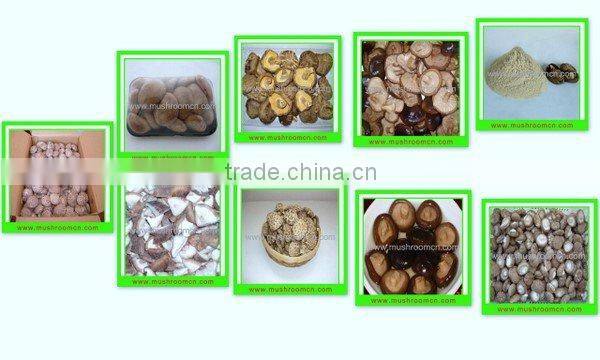 hot sale smooth surface fresh shiitake mushroom