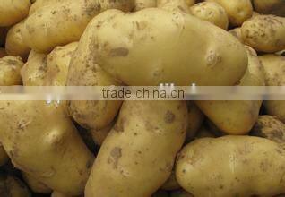 New crop frozen potato with high quality