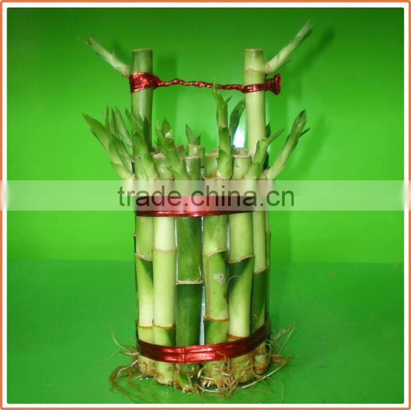 bucket shape lucky bamboo bonsai dracaena sanderiana indoor ornamental aquatic feng shui plants nursery garden decoration