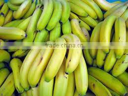 FRESH PREMIUM CAVENDISH BANANA