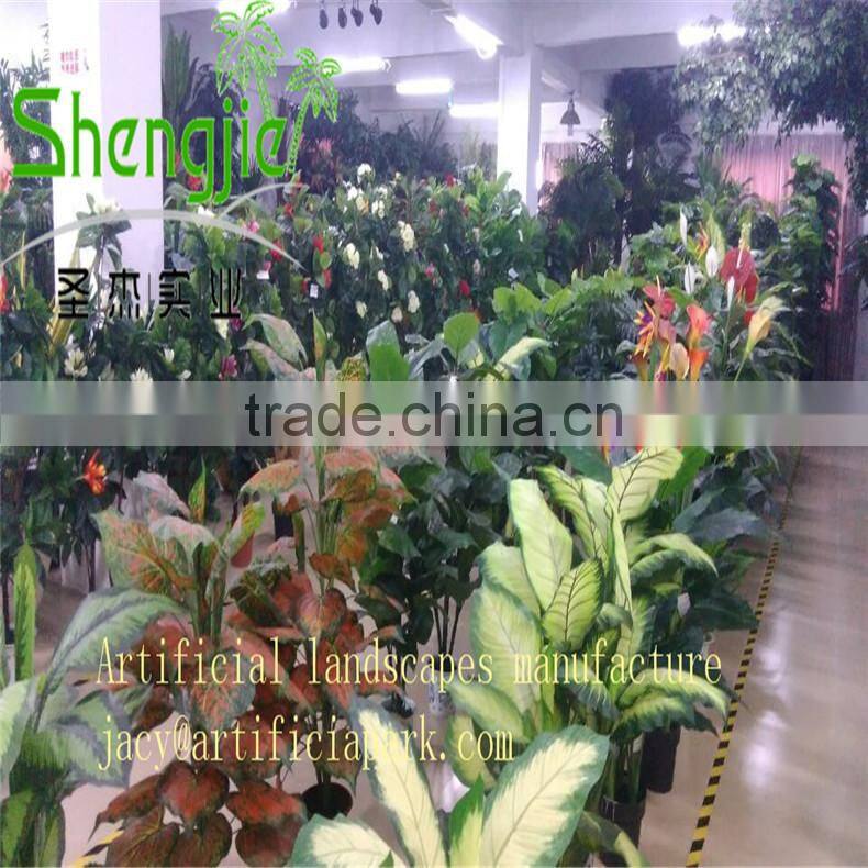 coconut trees pyrene