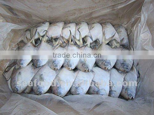 100-150g/pc frozen silver pomfret