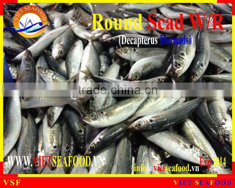 FROZEN ROUND SCAD WHOLE ROUND