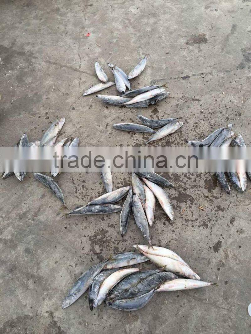 2016 landing sea frozen mackerel 250-300g