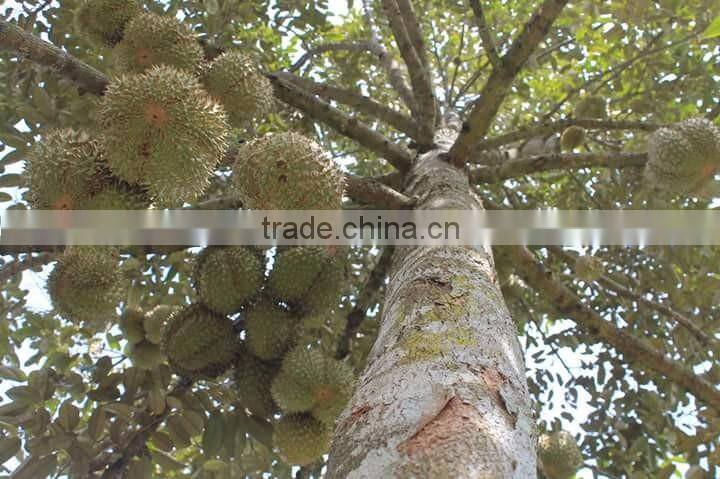 VIET NAM DURIAN- monthong durian