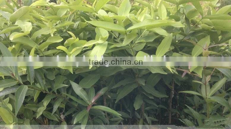 Syzygium Samarangense Tree Seedlings, Java Apple, Semarang Rose-apple, Wax Jambu