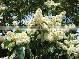 EUCALYPTUS RADIATA OIL