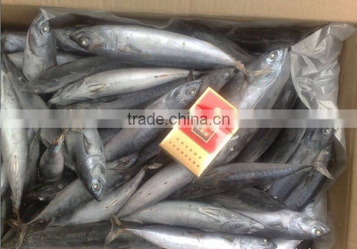 Frozen Eastern Pacific bonito whole round- Auxis Tapeionsoma