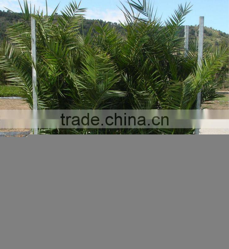 Phoenix Canariensis from 80/100 in 5 liters pot