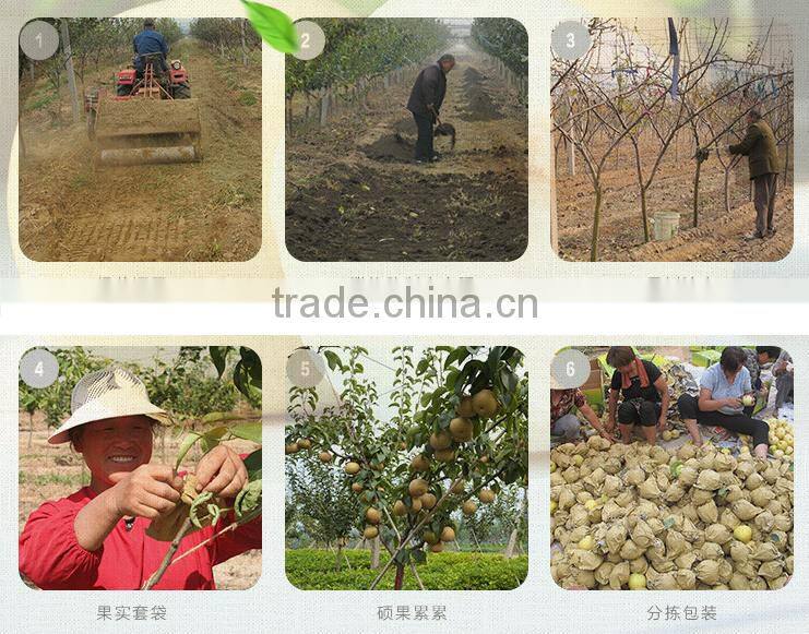 Top quality fresh pear for sale