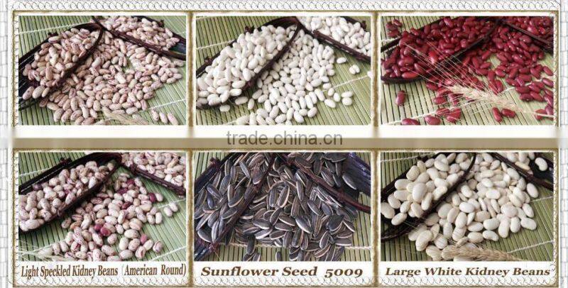 New crop light red speckled kidne y beans long shape bamboo bean for europe