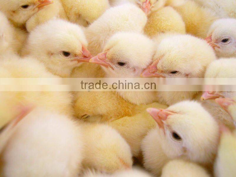 19712 chicken eggs NEW Designed Intelligent full automatic incubation