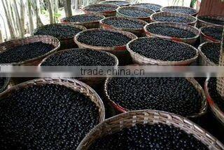 Acai Clear Juice Single Strength