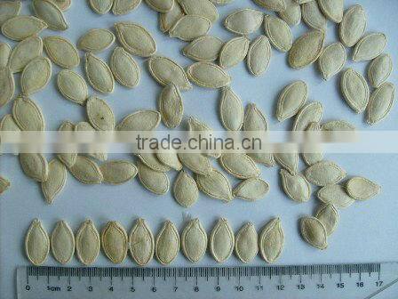 New crop shine skin pumpkin seeds