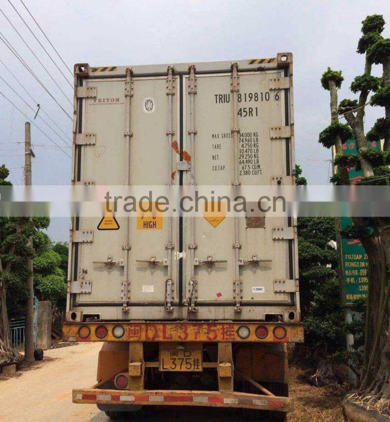 Green Plants Ficus Ginseng Bonsai