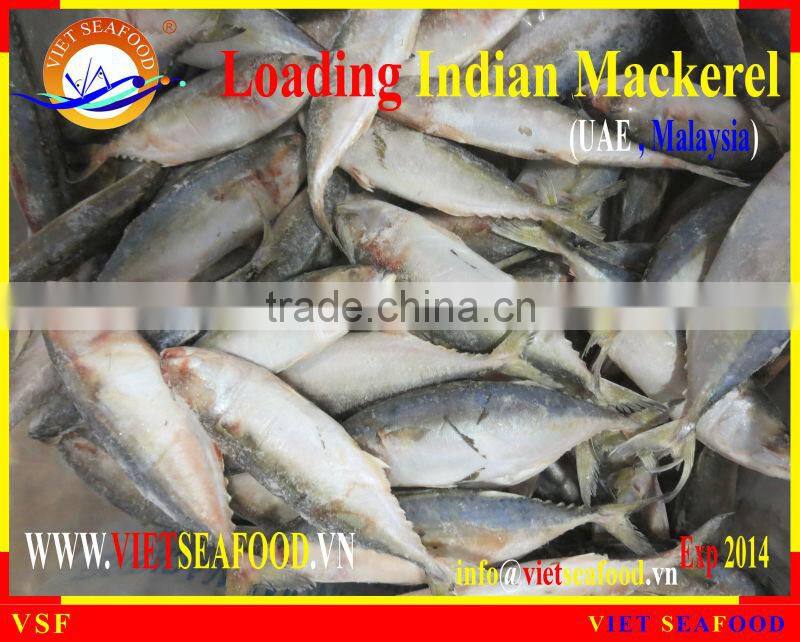 LOADING INDIAN MACKEREL