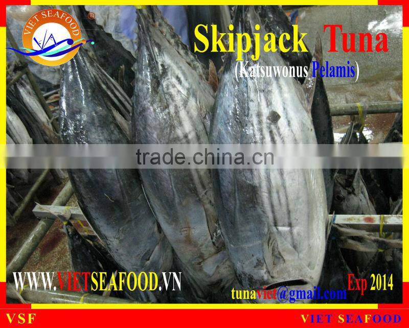 FROZEN SKIPJACK TUNA WHOLE ROUND