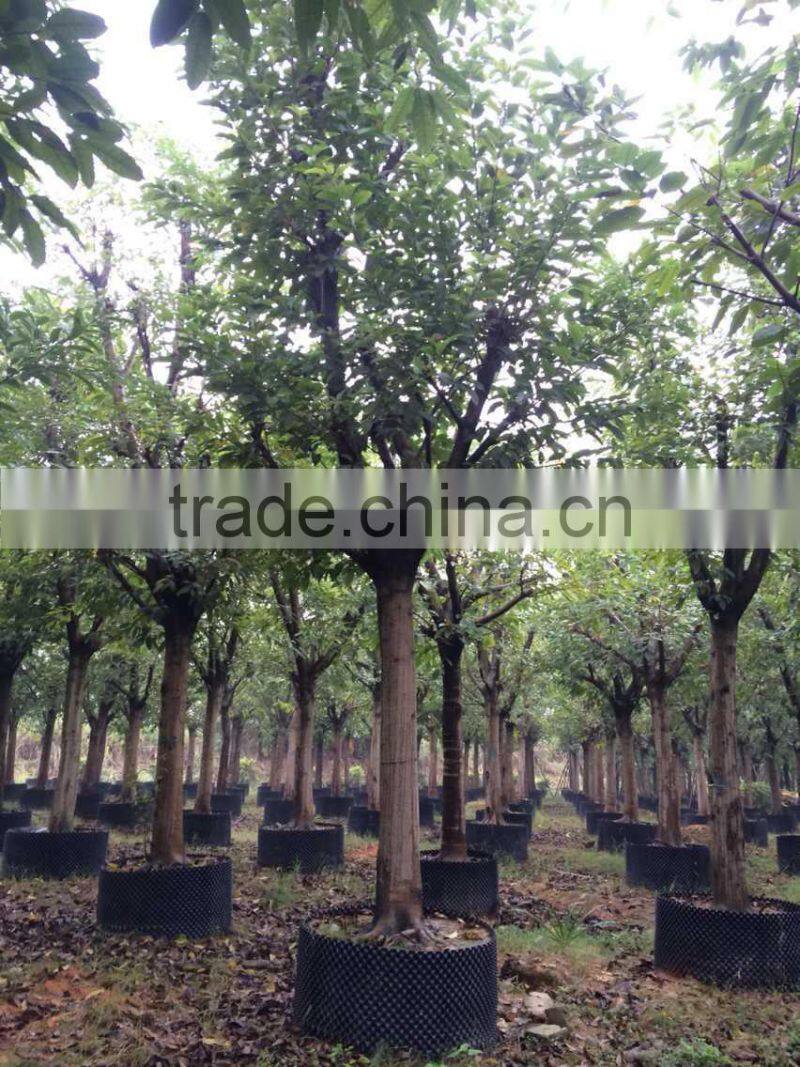 ficus lacor