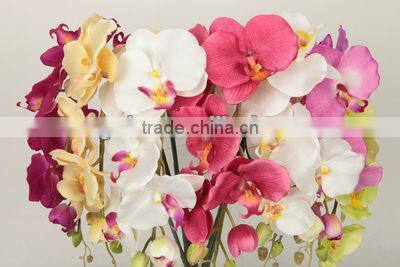 orchid butterfly cymbidium flower 27537