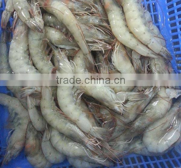 Frozen cooked vannamei shrimp