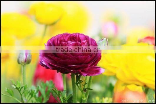valentine's day wholesale good quality bright yellow fresh fan columbine from china