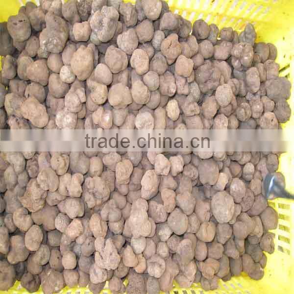 Chinese frozen fresh truffles with best price