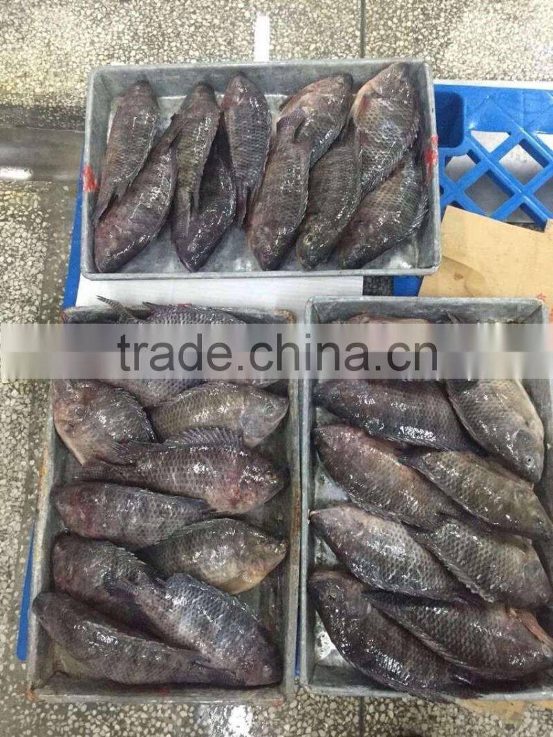 Good quality and hot sale Frozen Tilapia fish (Oreochromis Niloticus)