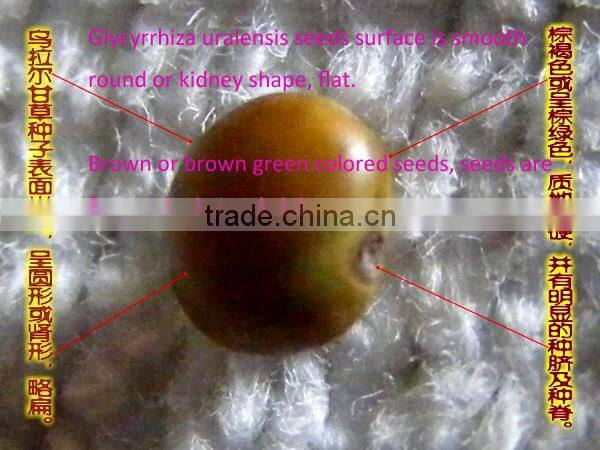High Germinaiton Rate Licorice Root Seed Glycyrrhiza Uralensis Seeds For Cultivation