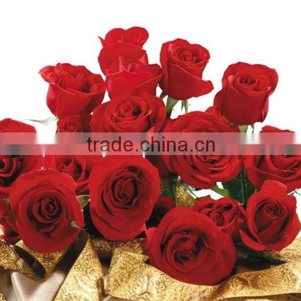 Wholesale Fresh Cut Rose Flowers Roses for Valentine's Day