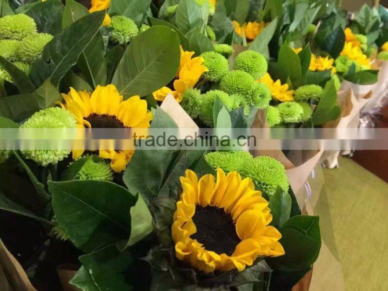 Nursery direct Fresh cut Sunflower