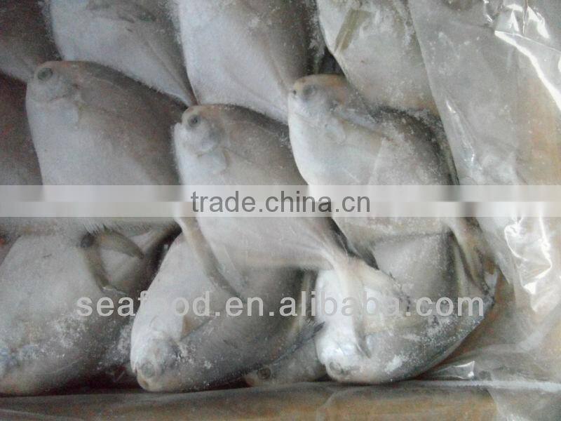 Silver pomfret,New Arrivals