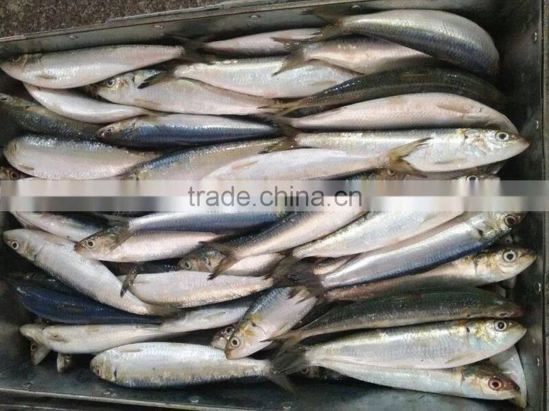 Frozen Sardine Fish Wholesale