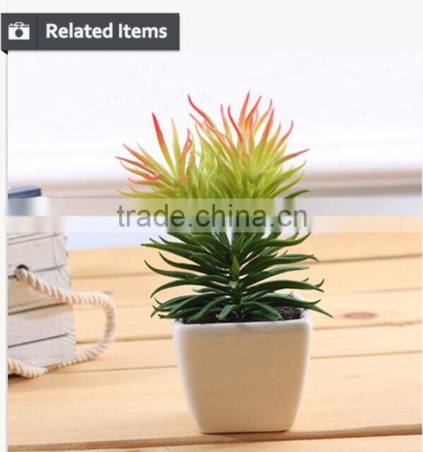 Wholesale alibaba china succulent plants with pots