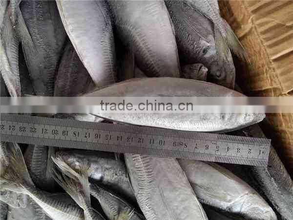 Frozen Horse Mackerel Whole Round 100-150g