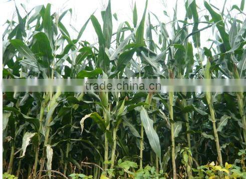 GASOLINE grass cutter machine price