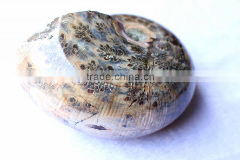 Wholesale Natural Snail Fossils shell animals fossils
