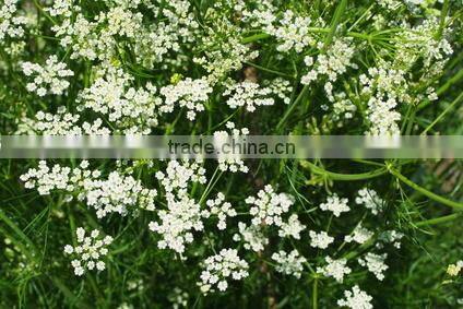 Cumin Oil | 100% Natural And Pure Cummin Oil From India