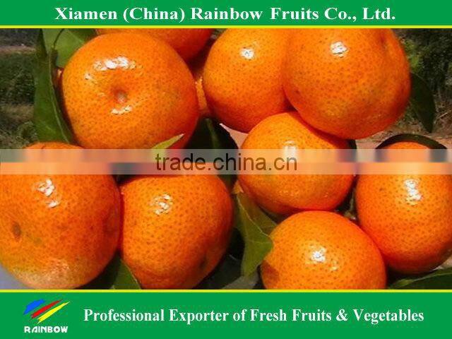 Fresh satsuma mandarin
