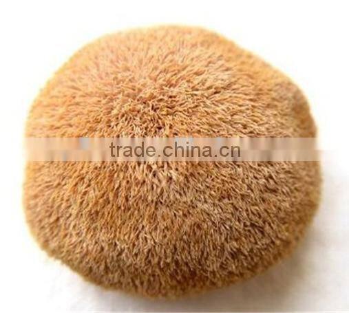100% pure lions mane/hericium erinaceus mushroom extract